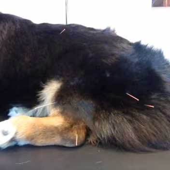Nordisk Veterinær Akupunktur Selskab
